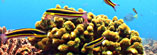 Coral Reef Stock Footage