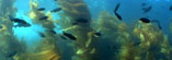 Kelp Forest Stock Footage