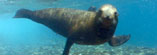 Sea lions and seal footage
